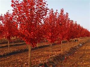 美國(guó)紅楓